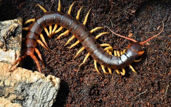 �����������������ǰʮ �����������ͼƬ�ж೤