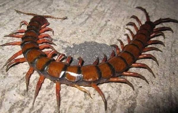 �����������������ǰʮ �����������ͼƬ�ж೤