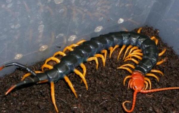 �����������������ǰʮ �����������ͼƬ�ж೤