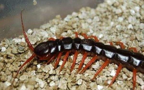 �����������������ǰʮ �����������ͼƬ�ж೤