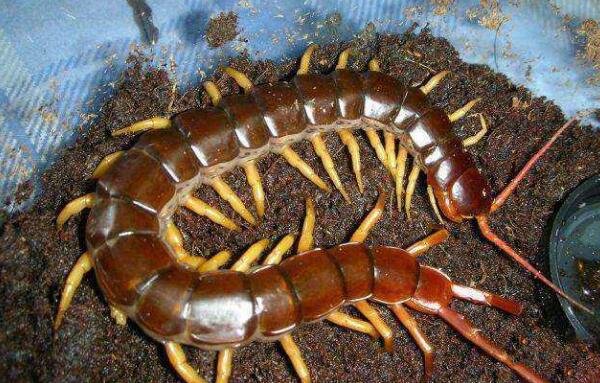 �����������������ǰʮ �����������ͼƬ�ж೤