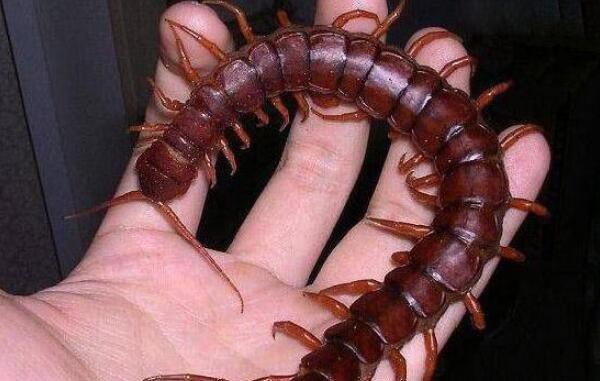 �����������������ǰʮ �����������ͼƬ�ж೤