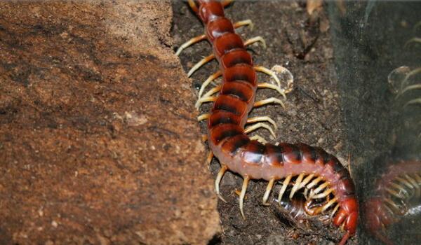 �����������������ǰʮ �����������ͼƬ�ж೤