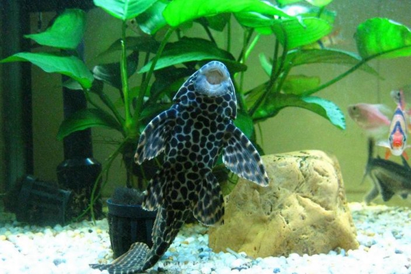 ���������Գ��� �ж����ܳԶ���