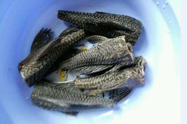 ���������Գ��� �ж����ܳԶ���