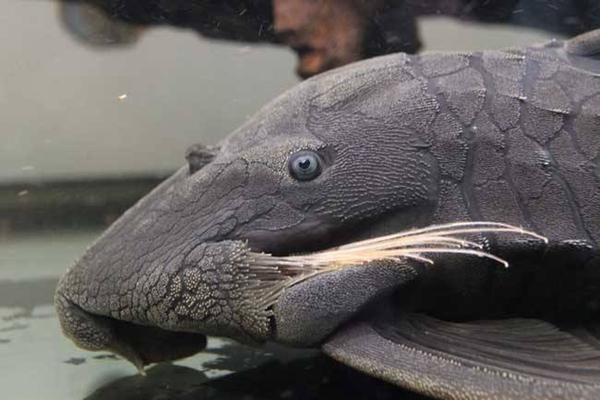 ���������Գ��� �ж����ܳԶ���