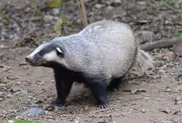 ʲô,ʲô ʵͼƬ