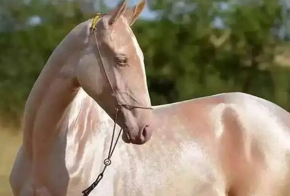 Ѫԭĸ ѪǮһƥ