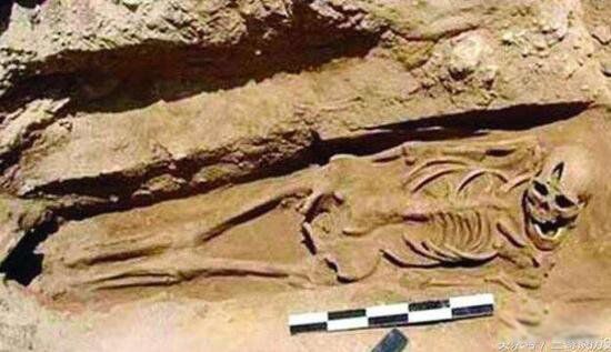 �ܲ�Ĺ�ҵ����� �ܲ�Ĺ����������α���