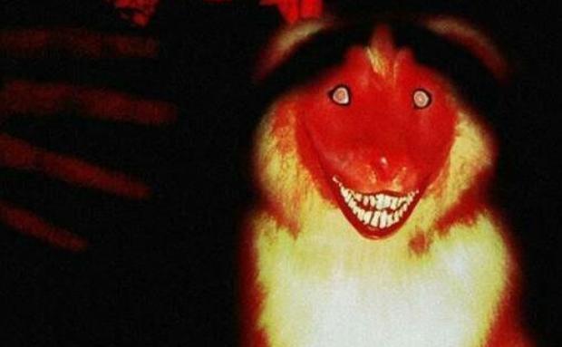 Цֲԭͼ ΢ЦSmile Dogֲԭͼ