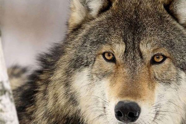 �����鶯�����羭��̨�ʴ������� ���鼾��˵�ĺ����Լ�