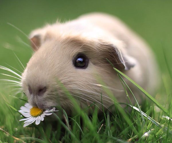 豚鼠实验恶心图片 也曾被当做餐桌上的皇家美食