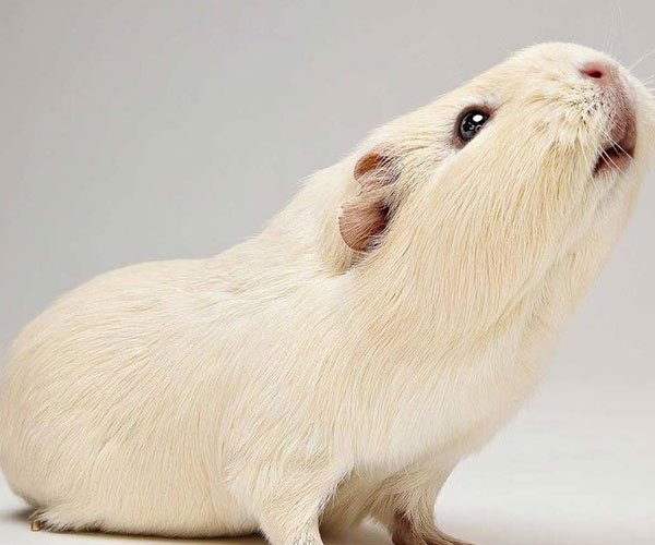 豚鼠实验恶心图片 也曾被当做餐桌上的皇家美食