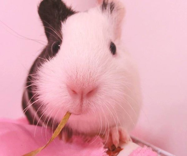 豚鼠实验恶心图片 也曾被当做餐桌上的皇家美食