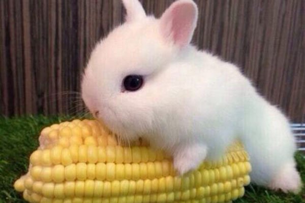 ɶ˼ ʲô벻
