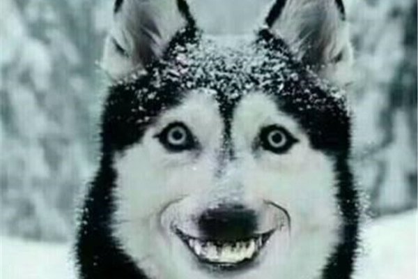 ΢ЦSmile Dogֲԭͼ Ȼ,̨ĵ
