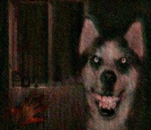 ΢ЦSmile Dogֲԭͼ Ȼ,̨ĵ