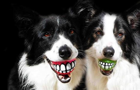 ΢ЦSmile Dogֲԭͼ Ȼ,̨ĵ