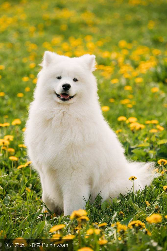 smile dogֲԭͼ 1990ʿ΢Ц¼