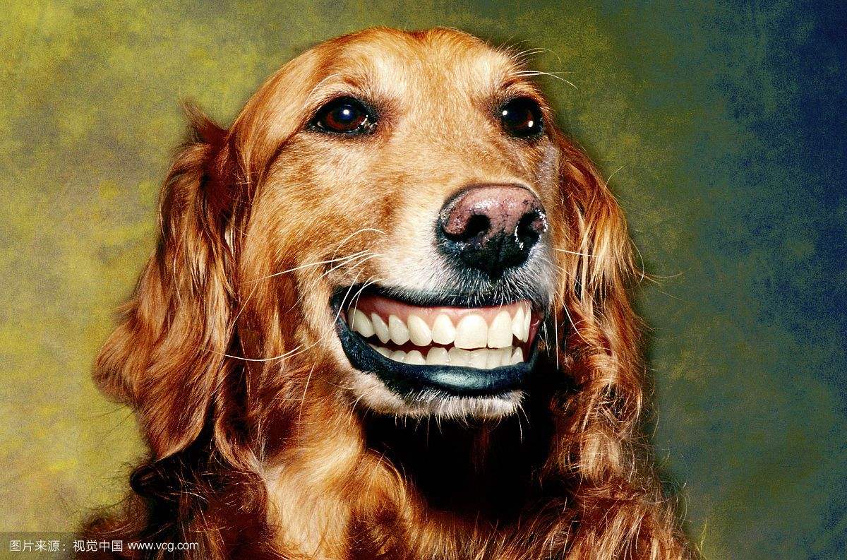 smile dogֲԭͼ 1990ʿ΢Ц¼