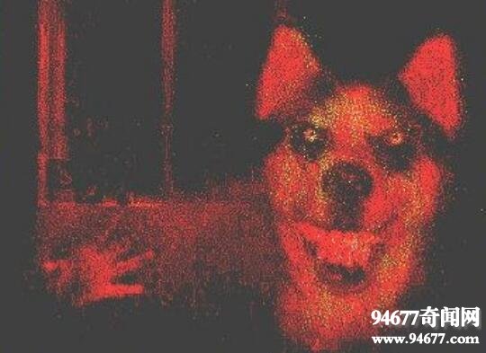 smiledogjpg΢ЦƬ ¶Ц΢Ц¼