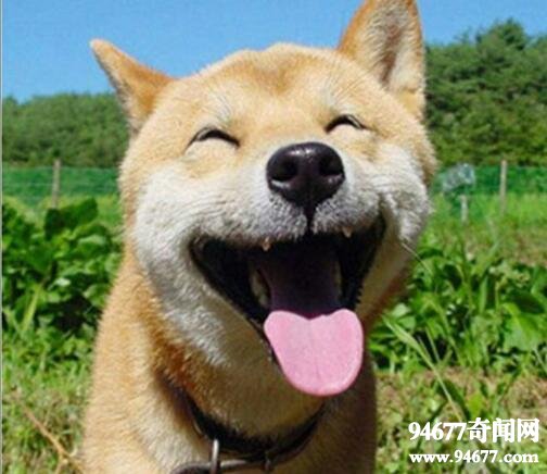 smiledogjpg΢ЦƬ ¶Ц΢Ц¼