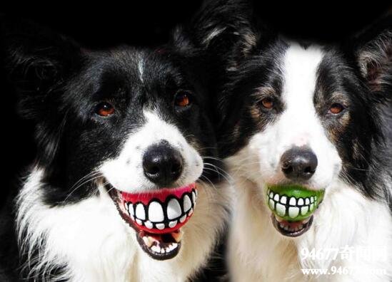 smiledogjpg΢ЦƬ ¶Ц΢Ц¼
