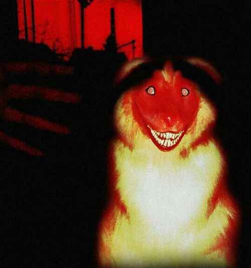 smiledogԭͼûp֮ǰ ͳ΢Цֲ