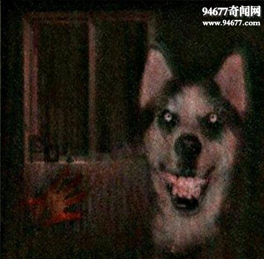 smiledogֲԭ ЦݺܹĹտֲ