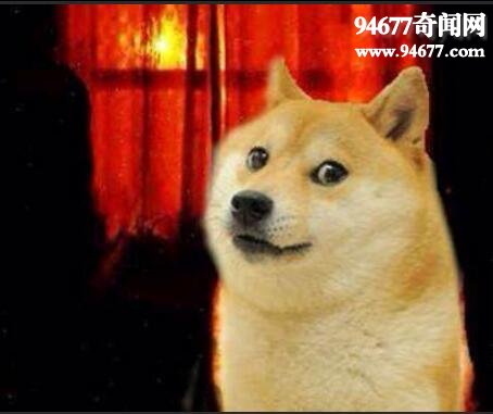 smiledogֲԭ ЦݺܹĹտֲ