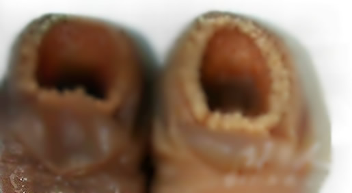 տָʲô˼ ͼƬps