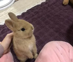 ΪʲôϲС ˵Сӵԭ