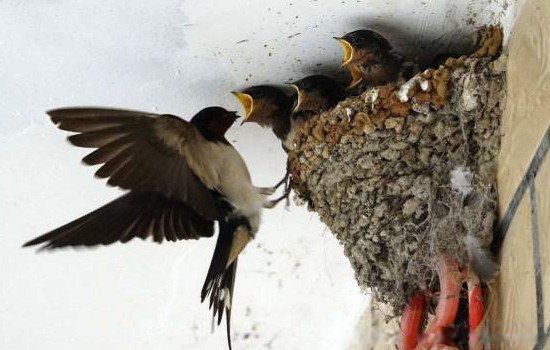 ڼԤʾʲô˼ ڼҴԤʾ·