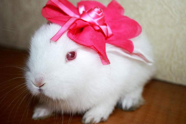 ��С�÷�����ʲô ʧ����ô���£���С��Ϊʲô������