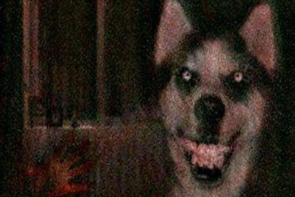 ΢ЦԭͼֲƬô ֲ£΢ЦĹʿsmile dog