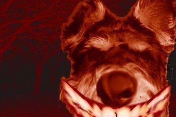 ΢ЦԭͼֲƬô ֲ£΢ЦĹʿsmile dog