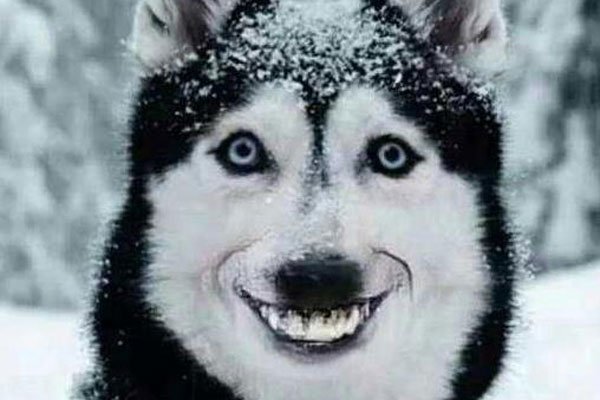 ΢ЦԭͼֲƬô ֲ£΢ЦĹʿsmile dog