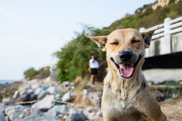 ΢ЦԭͼֲƬô ֲ£΢ЦĹʿsmile dog