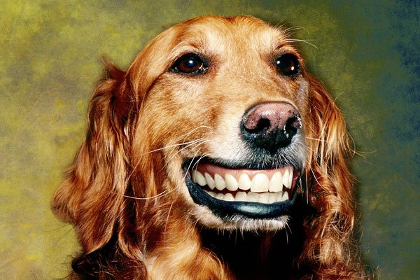 ΢ЦԭͼֲƬô ֲ£΢ЦĹʿsmile dog