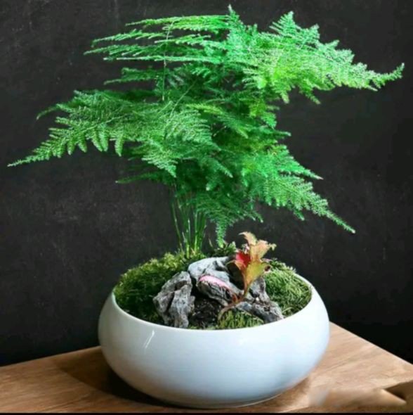 ϲĶŮĴԸص ֪ʶ׹ͨ