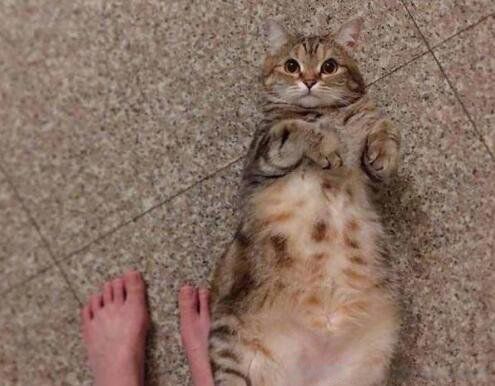 èʲô ˯㴲ϣè4