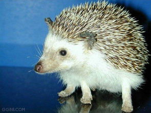 ���Ϊʲô���ܼ�ؼ� �����ֻ��������Ϊʲô������