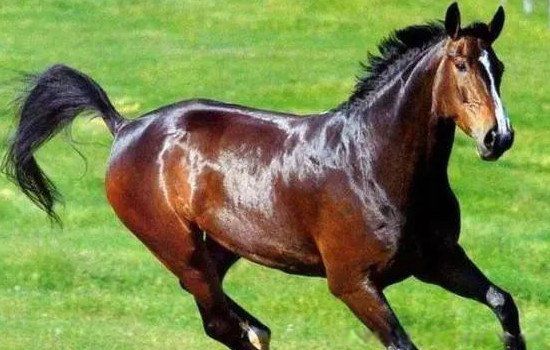 汗血宝马多少钱一匹 流的汗是红色的:汗血宝马是哪个国家的