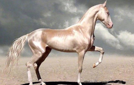汗血宝马多少钱一匹 流的汗是红色的:汗血宝马是哪个国家的
