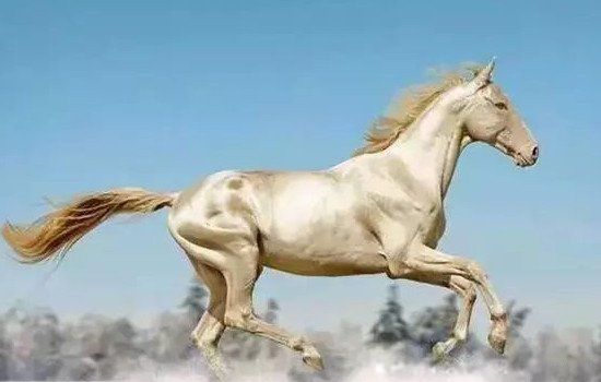 汗血宝马多少钱一匹 流的汗是红色的:汗血宝马是哪个国家的