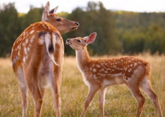 ÷��¹��Ԣ���������ʲô �����Ÿ�ԣ�Ǽ���Ļ���