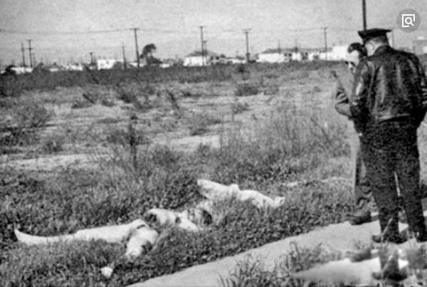 ��ɫ���������������ҵ����� �ж��̬Ϊʲô��ô����