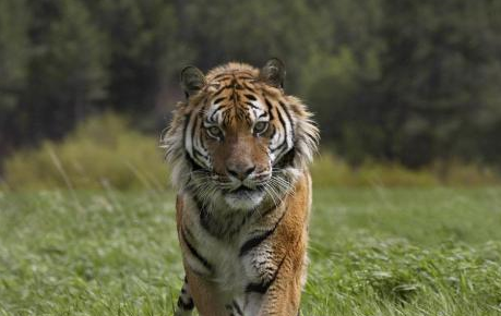 צ�ۻ����������� ��Ϊ���£�צ�ۻ�ͼƬ���֮��