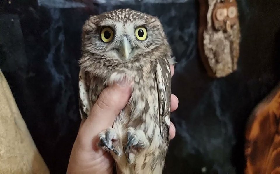 èͷӥ�׽����� �Ұ��������Ŵ�èͷӥ��Ԣ�������