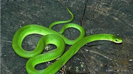 ����ʲô��õ����߷�����ʲô ��ѧ�������߱���